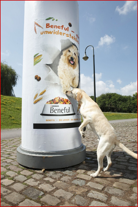 dog food poster Чем пахнет реклама корма для собак?
